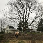 Tree removal