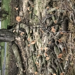 Tree removal
