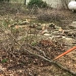 Tree removal