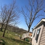 Tree removal