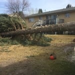 de limbing pine tree