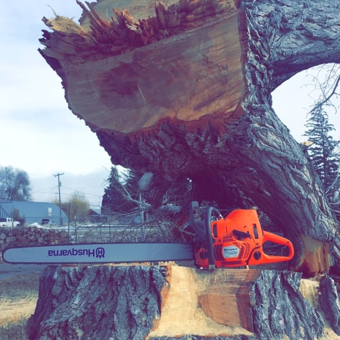 another big cotton wood