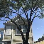 Full Service Tree