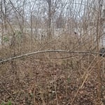 Before backyard 1