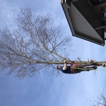 Tree removal