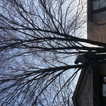 Tree removal