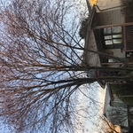 Tree removal