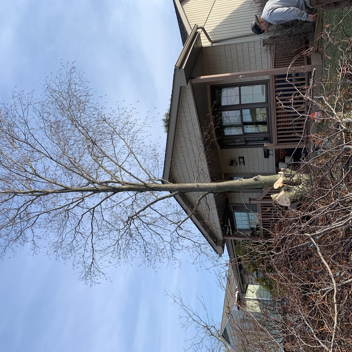 Tree removal