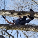 Tree climber