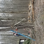 Cutting branches