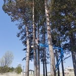Taking down pines
