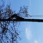 Climber