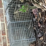 raccoon removal