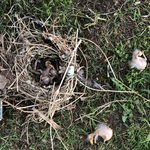 Bird Nest Removal