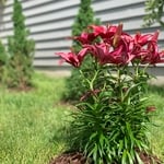 Planting trees and bushes
