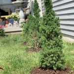 Planting trees and bushes