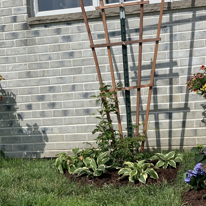 Planting trees and bushes
