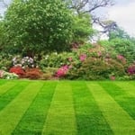 Lawn 2