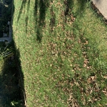 Leaf Removal Services