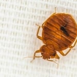 Bed Bug