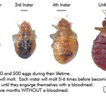 bed bug life cycle