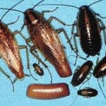 german roach facts