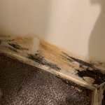 Mold Damage