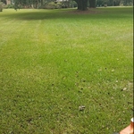 Lawn