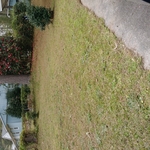 Yard clean up