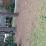 Yard Clean up