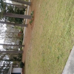 Yard Clean up