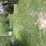 Lawn care