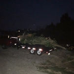 Tree waste and leaves