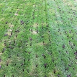 Aerated Lawn