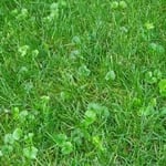Creeping Charlie - A Tough weed