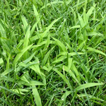Crabgrass Early Stages