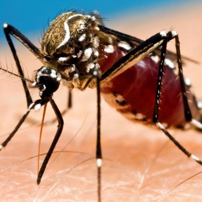 We offer Season Long Mosquito Control