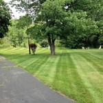 Mowing