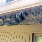 Squirrel Trap