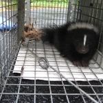 Skunk Trap