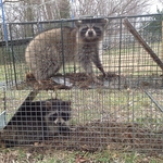 Raccoon Trap