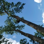 Cottonwood