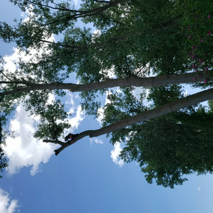 Cottonwood
