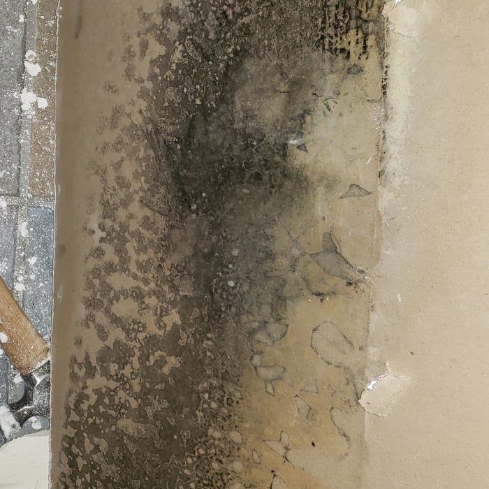 Infected drywall