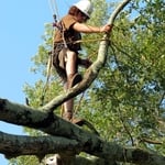 Large White Oak Removal