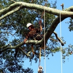 Large White Oak Removal