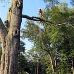 Large White Oak Removal