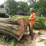 Large White Oak Removal