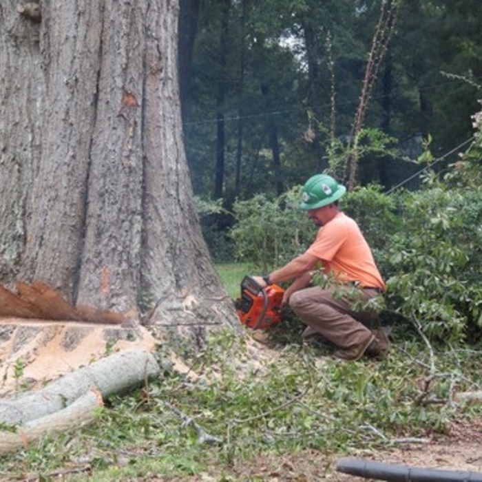 Large White Oak Removal