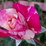 custom rose